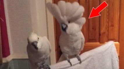 Ce cacatoès commence à danser sur Elvis Presley