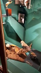 Muséum d'histoire naturelle de Grenoble (18)