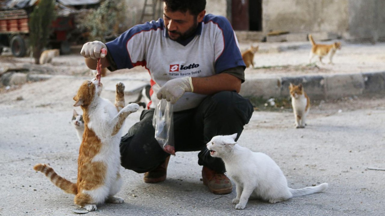 Syrie : Un homme sauve tous les chats errants face aux bombardements de la ville d'Alep
