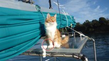 Ce chat prête ses oreilles à son maître sourd pour l'aider à naviguer en mer