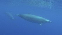 Baleine à bec de True : la plus rare des baleines filmée pour la première fois dans l'océan