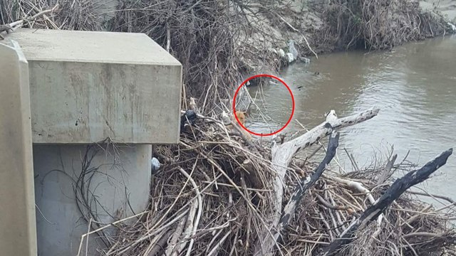 Une femme sauve un chien perdu et coincé sur une rive au milieu des débris