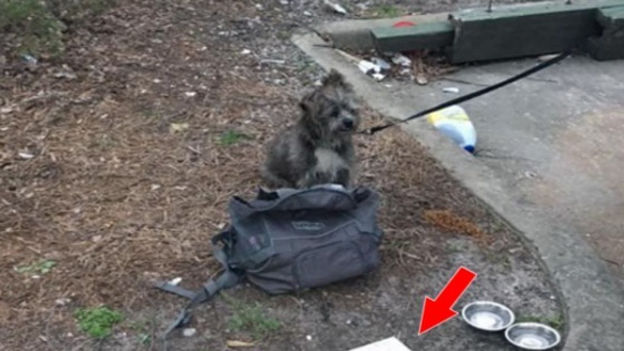 Attaché à une benne à ordures, ce chien abandonné était accompagné d'un message très spécial