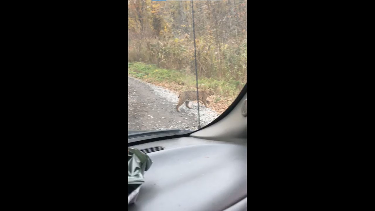 Un lynx à Kahnawake