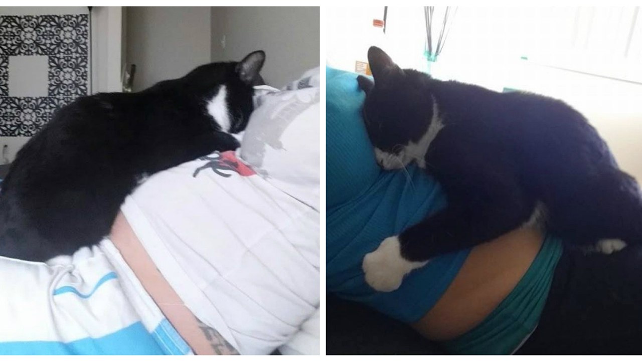 Ce chat protège le ventre et le bébé de sa maîtresse pendant toute sa grossesse