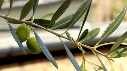 Qu’est-ce que les Rameaux : tout savoir sur le dimanche des Rameaux