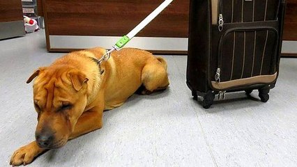 Kai, le chien abandonné à la gare avec sa valise... Découvrez ce qu'il est devenu !