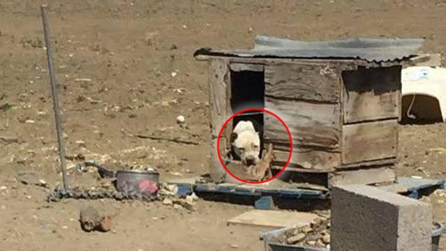 Enchaînée depuis toujours, cette chienne découvre l'amour et la liberté pour la première fois