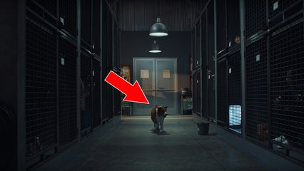 Un chien qui va choisir son humain au refuge : la vidéo de la campagne d'adoption Pedigree fait sensation