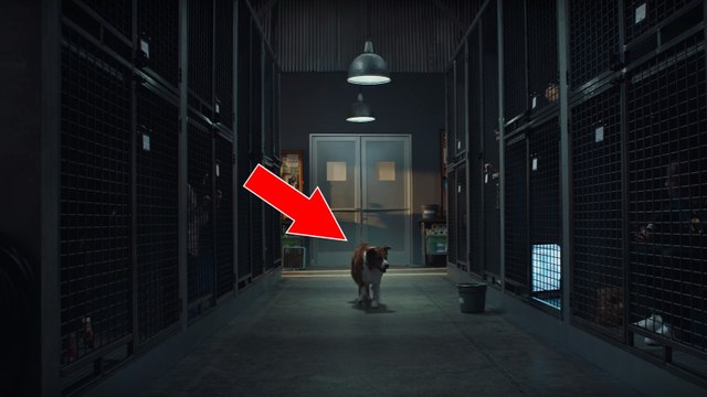 Un chien qui va choisir son humain au refuge : la vidéo de la campagne d'adoption Pedigree fait sensation