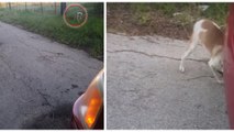 Une femme découvre un chien abandonné sur le bord de la route