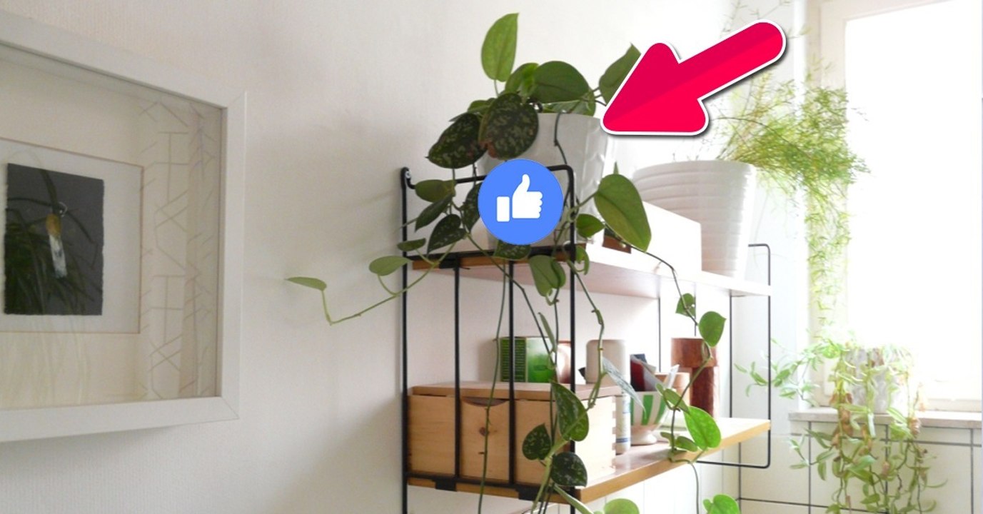 Pourquoi vous devez faire pousser des plantes dans votre salle de bain !