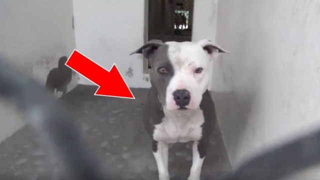 Ce chien de refuge comprend qu'il a enfin trouvé quelqu'un venu pour l'adopter