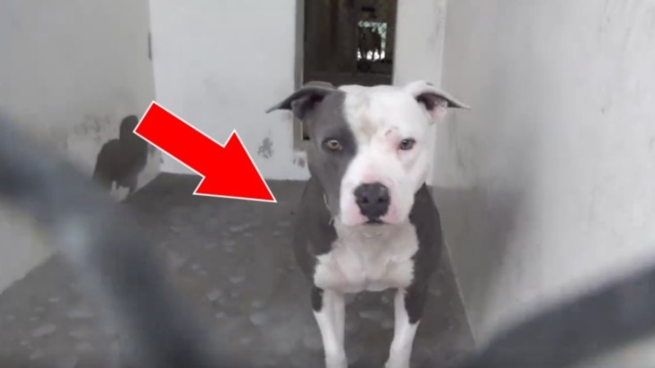 Ce chien de refuge comprend qu'il a enfin trouvé quelqu'un venu pour l'adopter