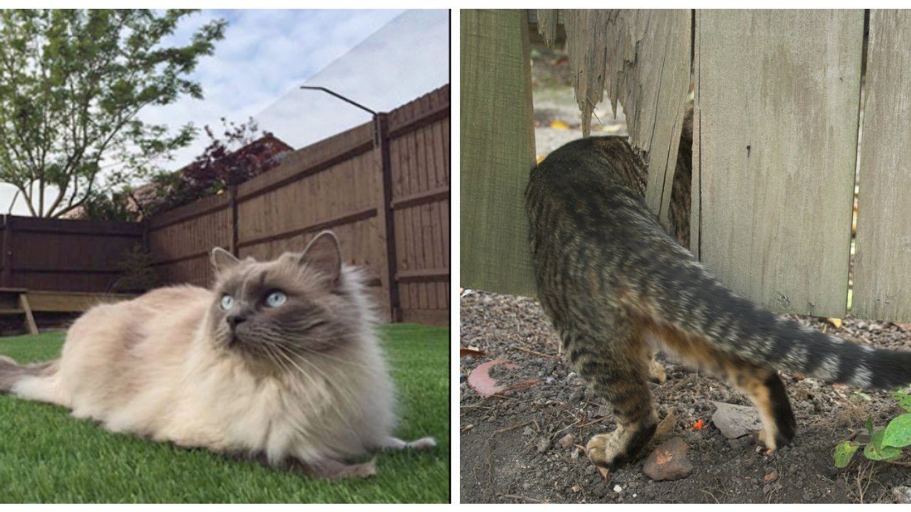 Découvrez les "catios", la nouvelle tendance très appréciée du patio pour chat !