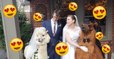 Mtn Peaks Therapy Llamas and Alpacas : l'association qui permet de louer des lamas pour son mariage