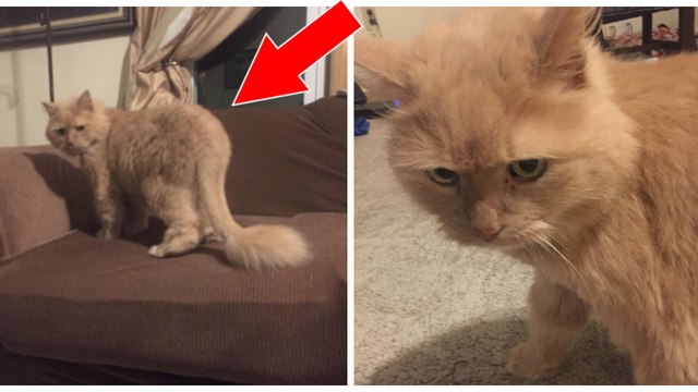 Une jeune femme décide d'adopter le chat dont personne ne voulait au refuge