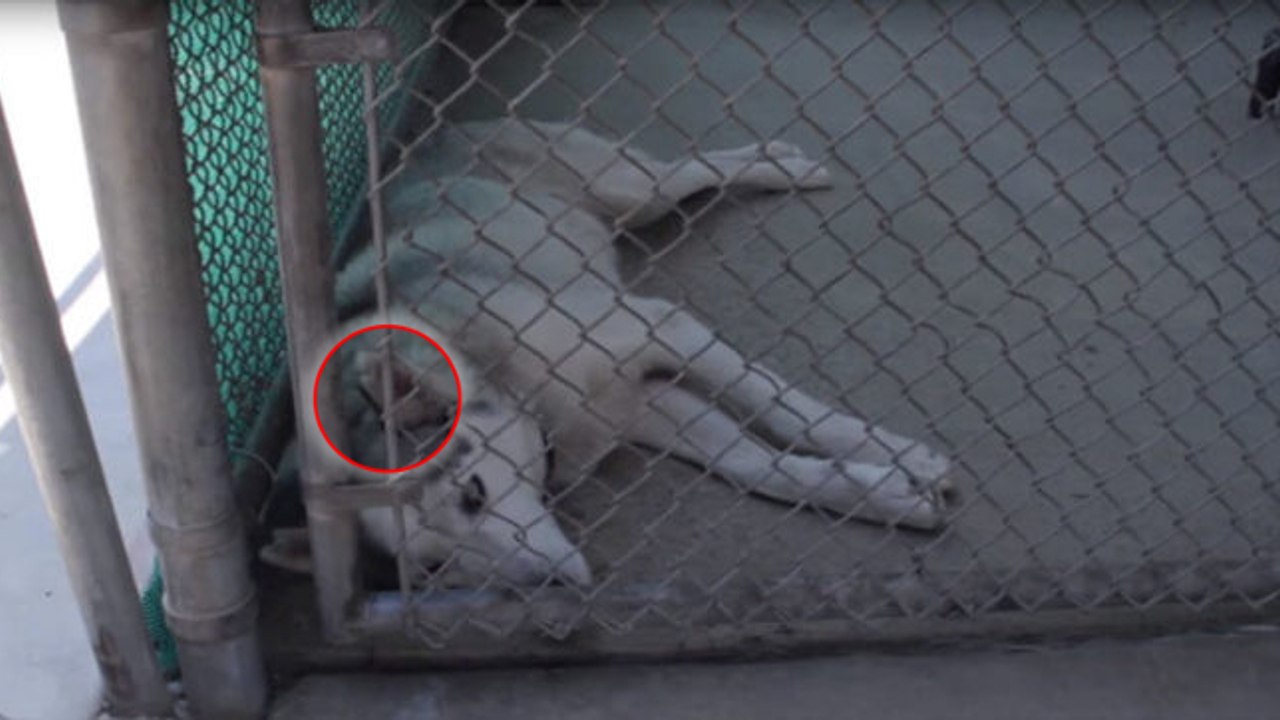 Une association sauve un chien anciennement utilisé comme cobaye de laboratoire