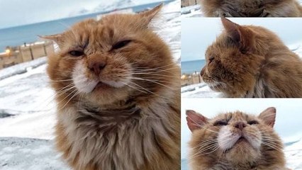 Norvège : Découvrez Kesha, l'adorable chat-renard polaire !