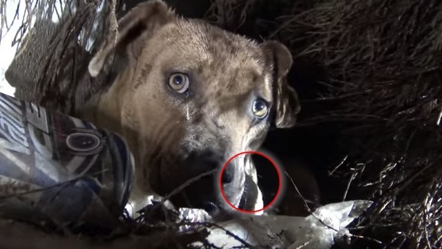 Des bénévoles sauvent une chienne errante et ses 8 petits en plein orage