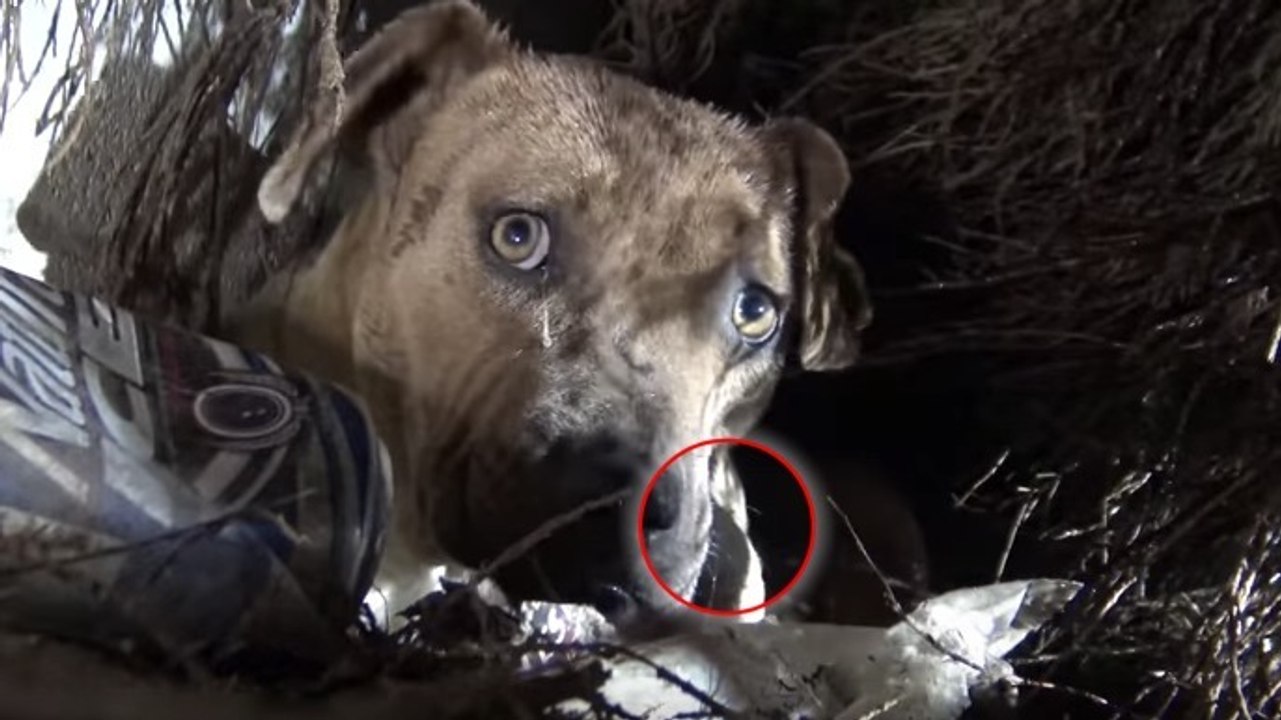 Des bénévoles sauvent une chienne errante et ses 8 petits en plein orage