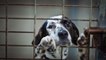 Belgique : Un refuge de la SPA accusé de maltraitance animale