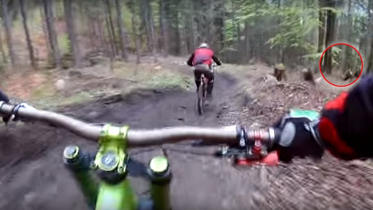 En pleine course de VTT dans la forêt, un ours se jette sur l'un des coureurs cyclistes