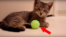 Aveugle et sans yeux, ce chaton reçoit une balle comme tout premier jouet