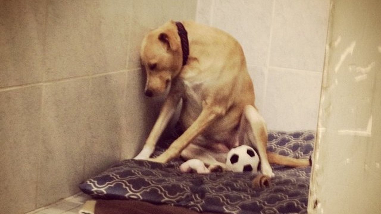 Adopté et chaque fois ramené au refuge, ce chien semble condamné à se faire euthanasier...