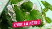 La fête nationale du Mojito est officiellement annoncée !