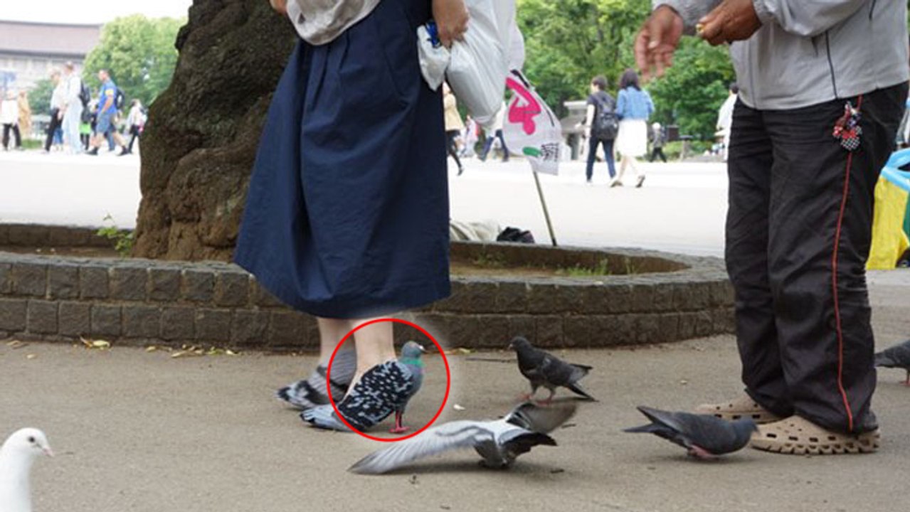 Cette Japonaise se promène dans les rues en cha...