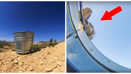 Il place un seau d'eau en plein désert et filme la réaction des animaux venus pour boire