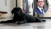 François Hollande : Depuis son départ de l'Elysée, qu'est devenue l'ancienne chienne présidentielle ?