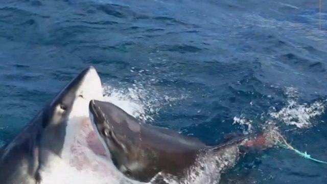 L'attaque surréaliste d'un grand requin blanc filmée en Australie