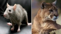 7 des plus beaux animaux sacrés du monde