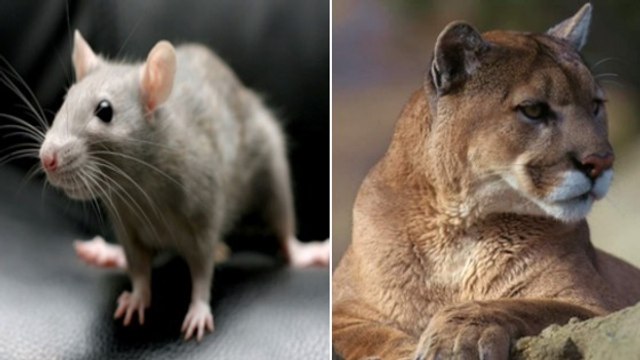 7 des plus beaux animaux sacrés du monde