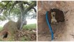 Une randonneuse découvre une chienne abandonnée cachée dans un tronc d'arbre en forêt
