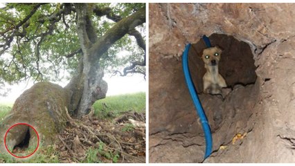 Une randonneuse découvre une chienne abandonnée cachée dans un tronc d'arbre en forêt