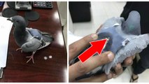 Les autorités découvrent un pigeon transportant de la drogue dans un mini sac à dos !