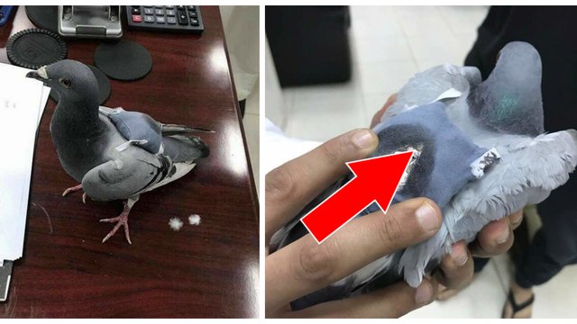 Les autorités découvrent un pigeon transportant de la drogue dans un mini sac à dos !