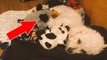 Une chienne adopte 3 bébés peluches pour remplacer ses chiots mort-nés