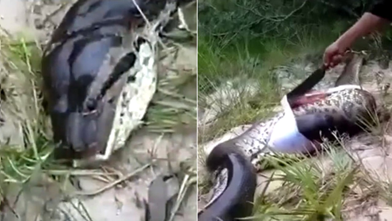 Quand un anaconda avale une proie bien trop grosse pour lui