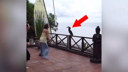Un oiseau se met à faire des bonds pour imiter deux femmes en pleine séance de gym !