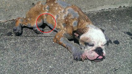 Abandonné à cause d'une maladie de peau, ce chien bénéficie d'une seconde chance