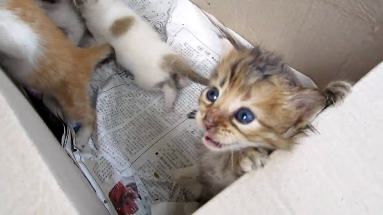 Après les porte-bébés, découvrez les "Kitten Bj...