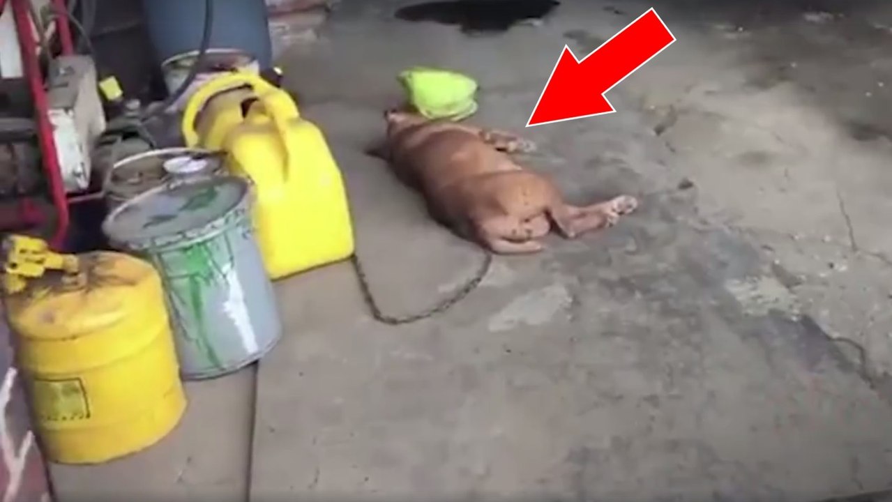 Enchaînée pendant 8 ans sur du béton, cette chienne profite enfin de vrais couchages dignes d'elle