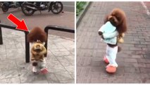 La vidéo d'un chien déguisé et courant sur 2 pattes provoque la colère des internautes