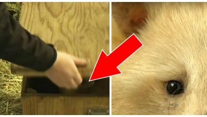 Le raton-laveur blond : un animal rarissime au pelage entièrement doré !