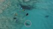 Australie : une centaine de requins s'invite au milieu des surfeurs en bord de plage !