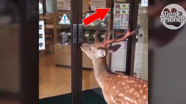 Un cerf se sert de sa tête pour ouvrir les portes d'un magasin et profiter de l'air conditionné